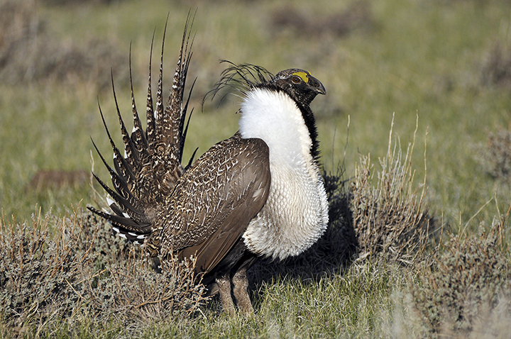 A California sage grouse