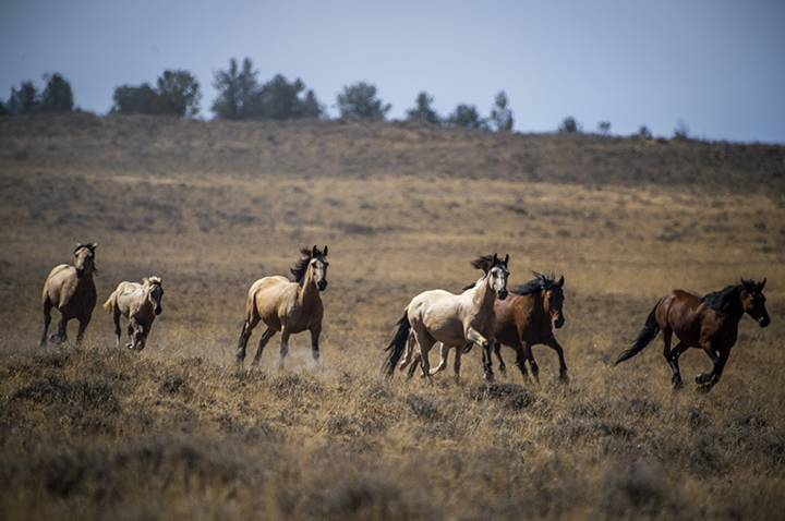 Several wild horses