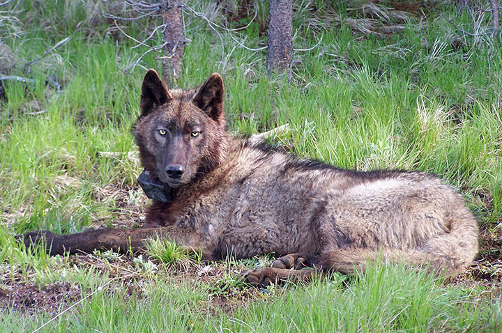 A California wolf
