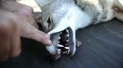 Living With Coyotes In Marin County