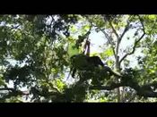 WCISA Western Chapter Tree Climbing Championship
