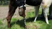 New Leg for Llama