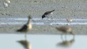 Rare find in Davis water treatment pond