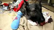 Wounded Police Dog's Condition Improves