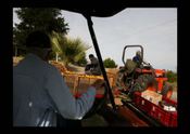 Harvesting Mandarin oranges