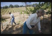 Three Graces Vineyard, labor of love