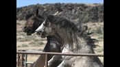 BLM removes wild horses