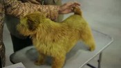 Dog Show at Cal Expo