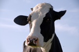 Cowtown Eats