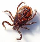 tick.jpg