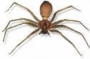 brown recluse.jpg