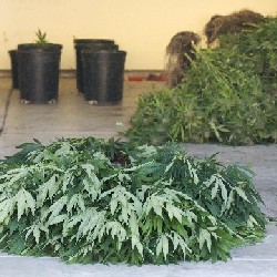 FL EDH PLANTS.JPG
