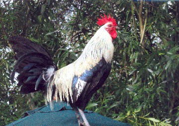 Rooster.jpg