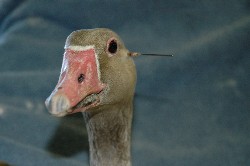 goose_dart_04_2008.jpg
