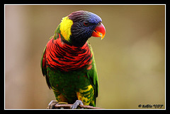 flickr- blue mountain lorikeet.jpg