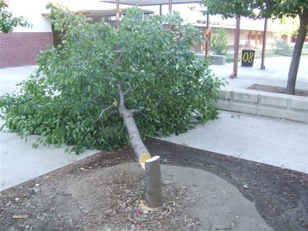 rosevilletrees1.jpg