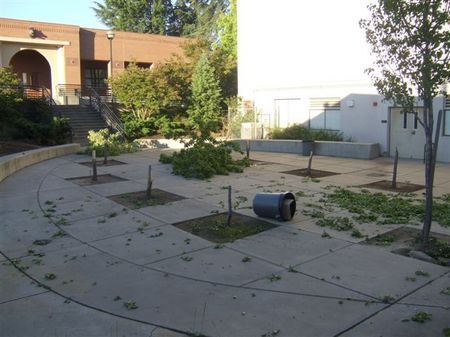 rosevilletrees2.jpg
