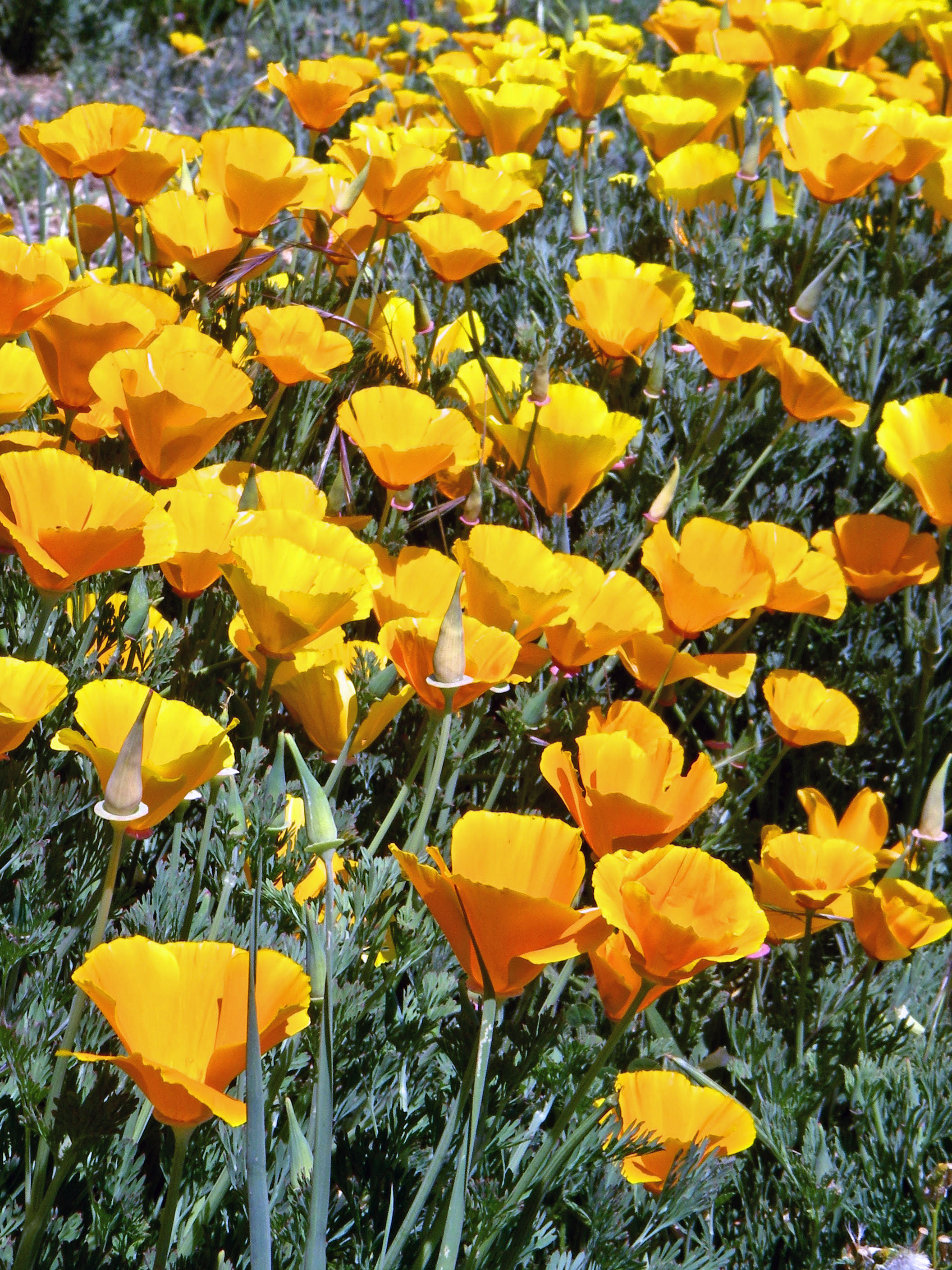 IMGP2907_edited.JPG