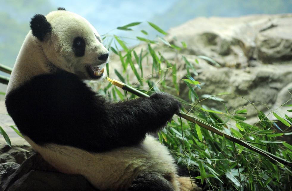 panda02.jpg