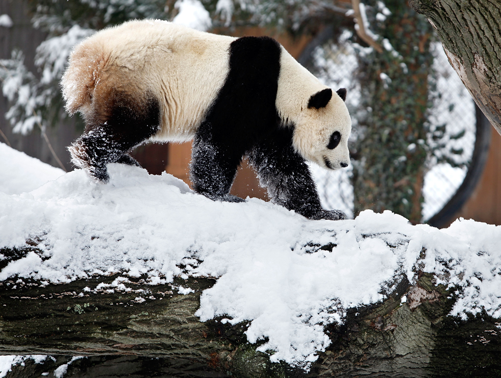 panda04.jpg
