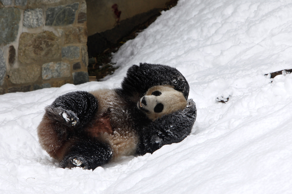 panda05.jpg