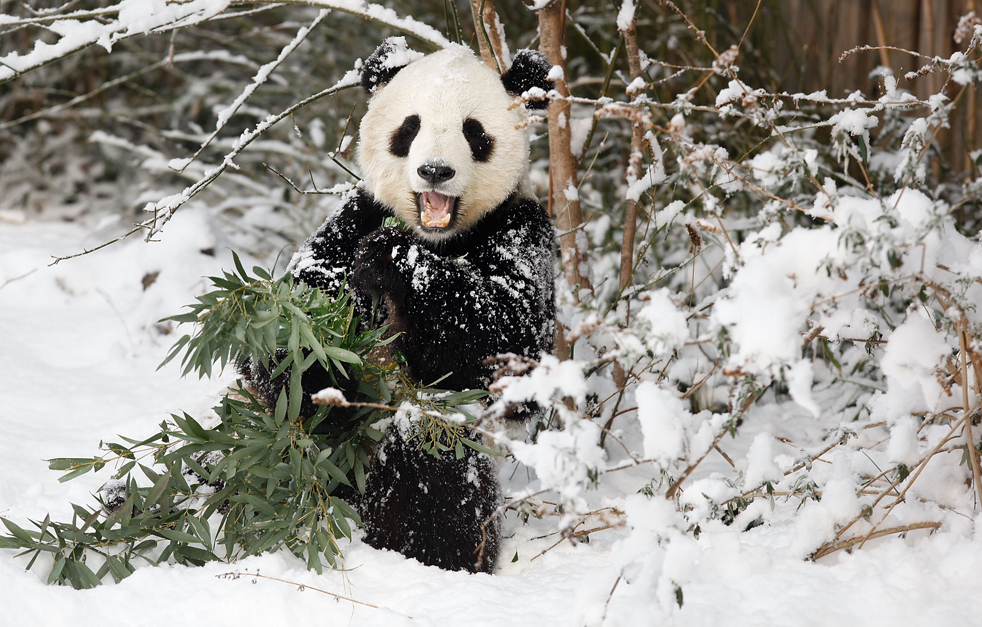 panda06.jpg