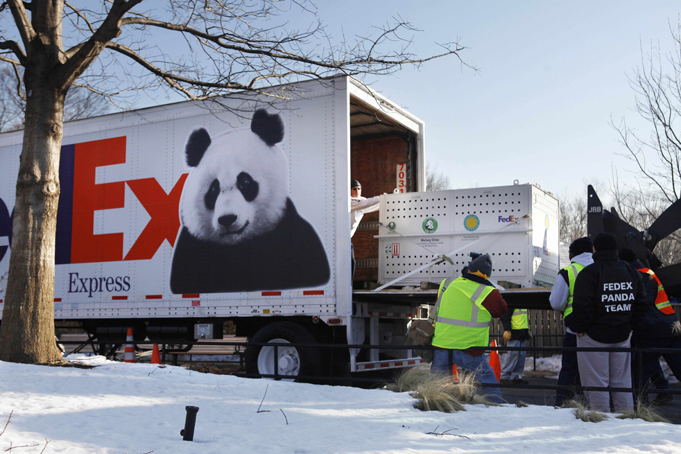 panda10.jpg