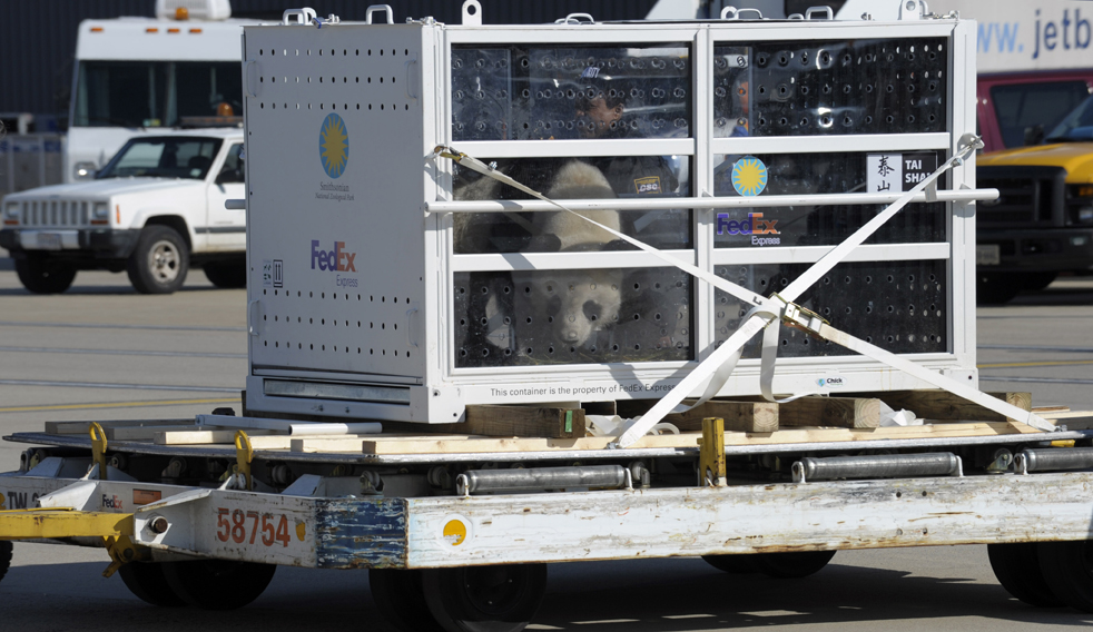 panda11.jpg