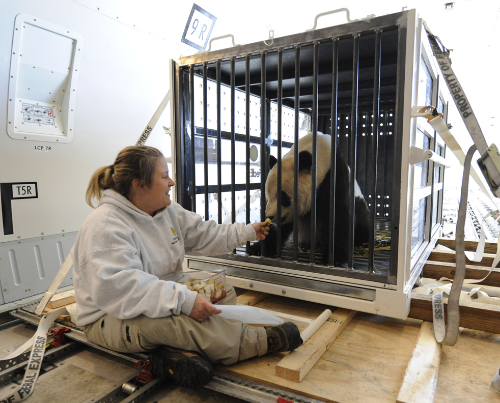 panda13.jpg