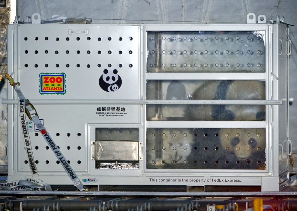 panda17.jpg