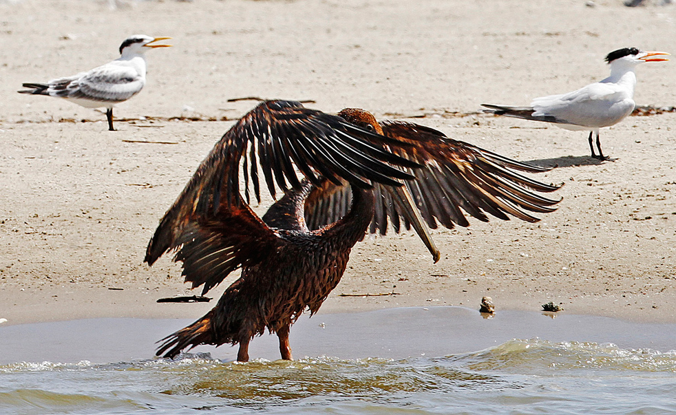 oil_spill_081612.jpg