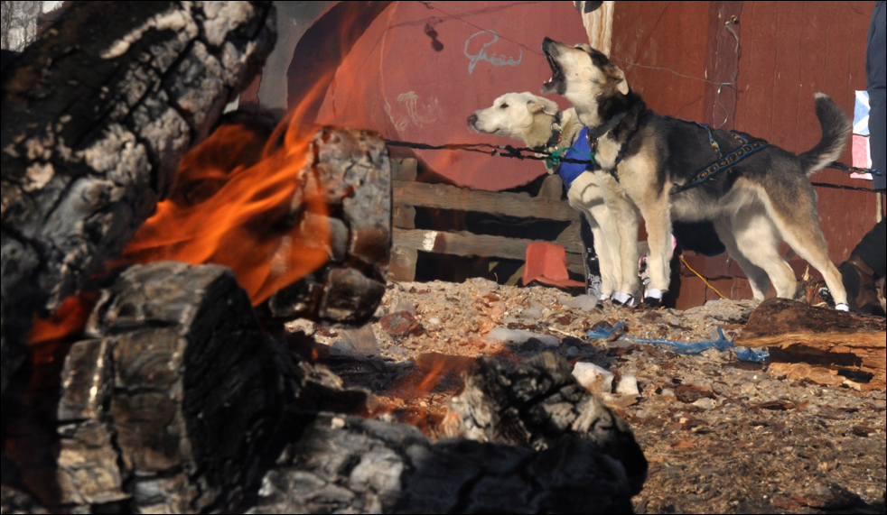 iditarod1013.jpg