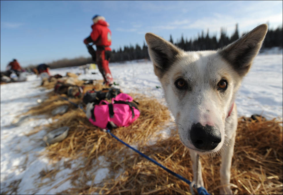 iditarod1017.jpg