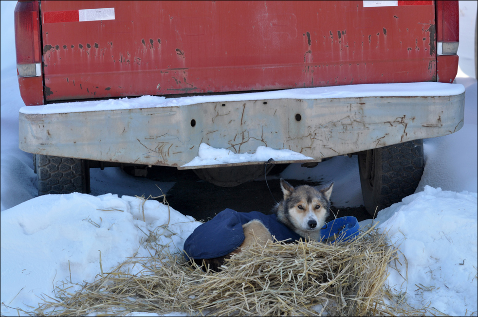 iditarod1018.jpg