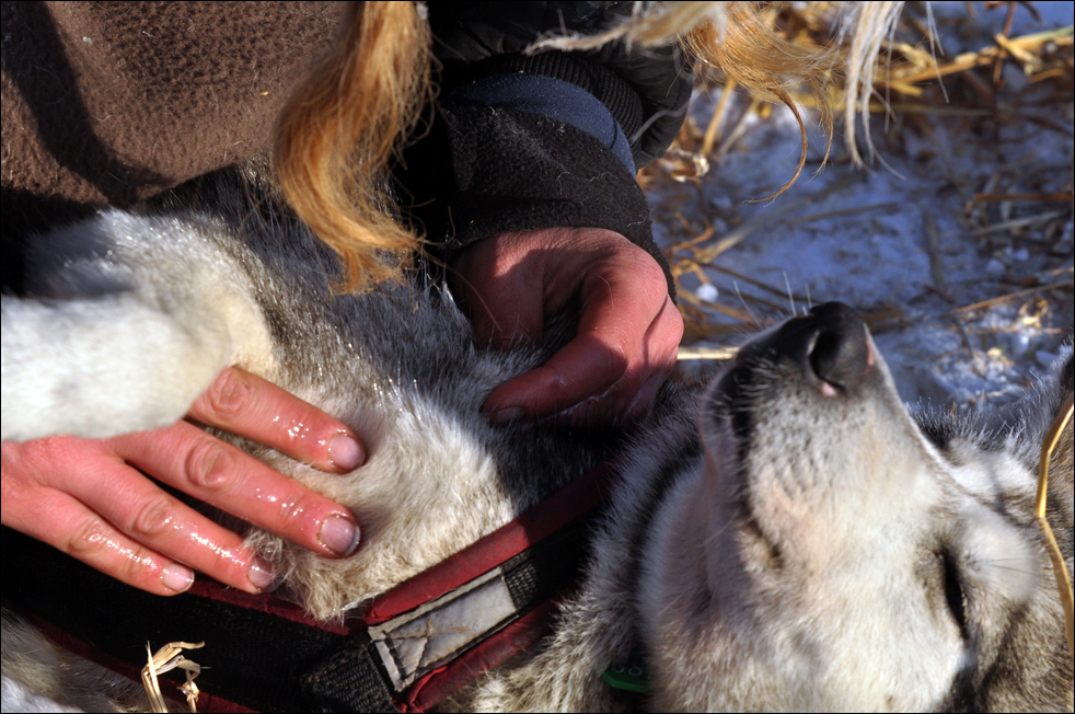 iditarod1020.jpg