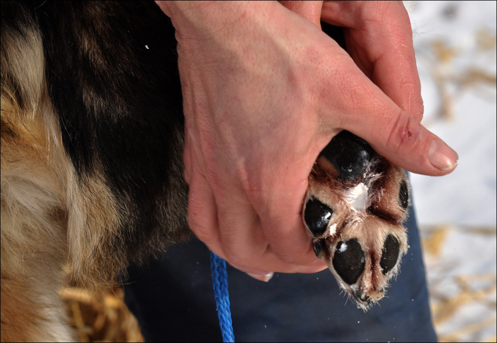 iditarod1021.jpg