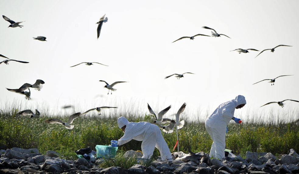 oil_spill2717.jpg