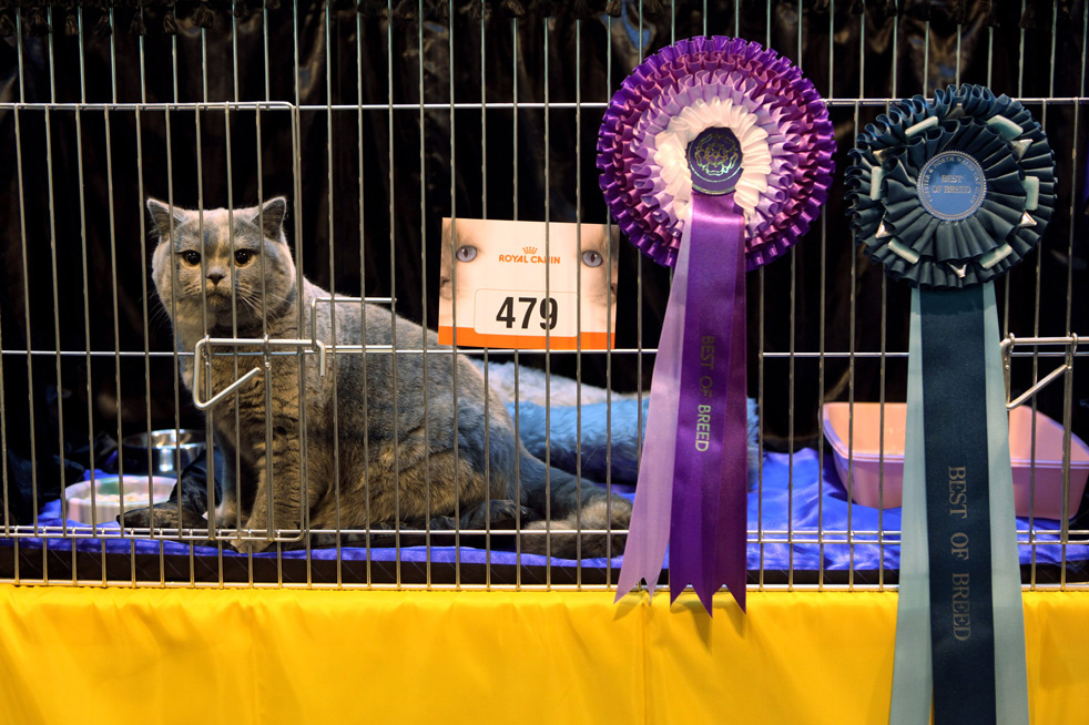 cat_show_02.jpg