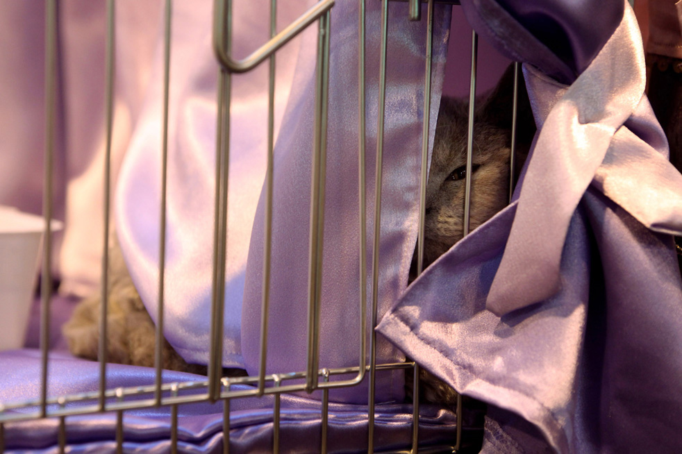 cat_show_03.jpg