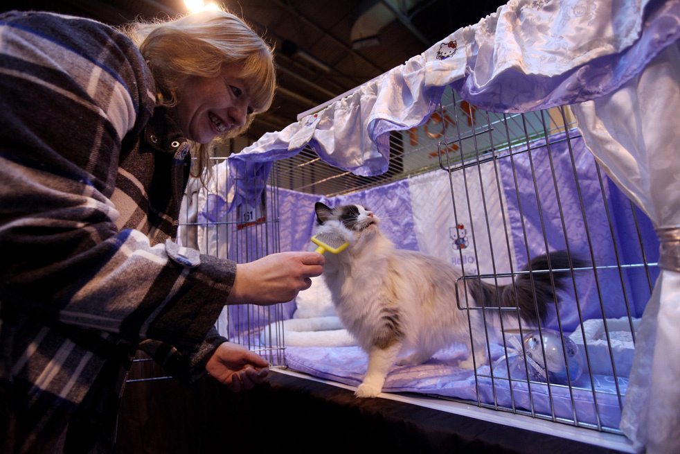 cat_show_08.jpg