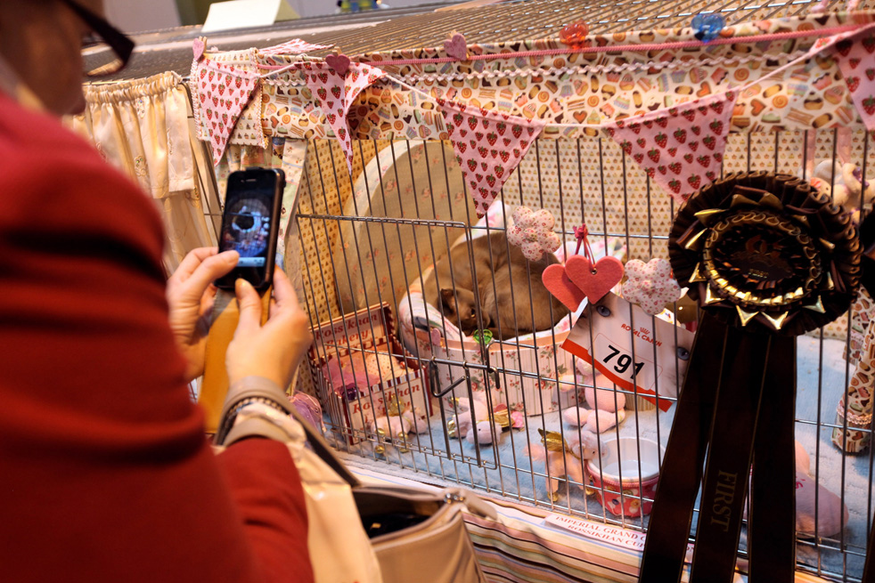 cat_show_13.jpg