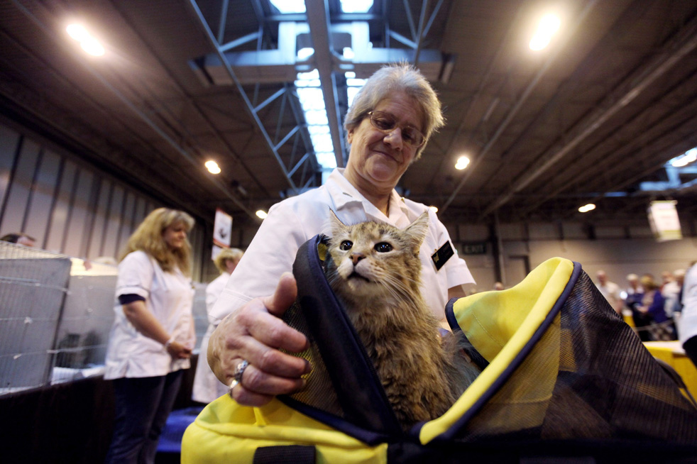 cat_show_17.jpg