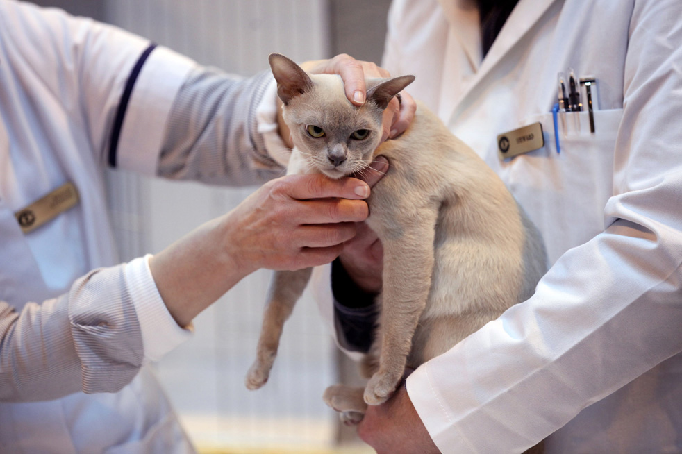cat_show_18.jpg