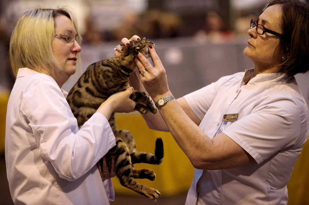 cat_show_19.jpg