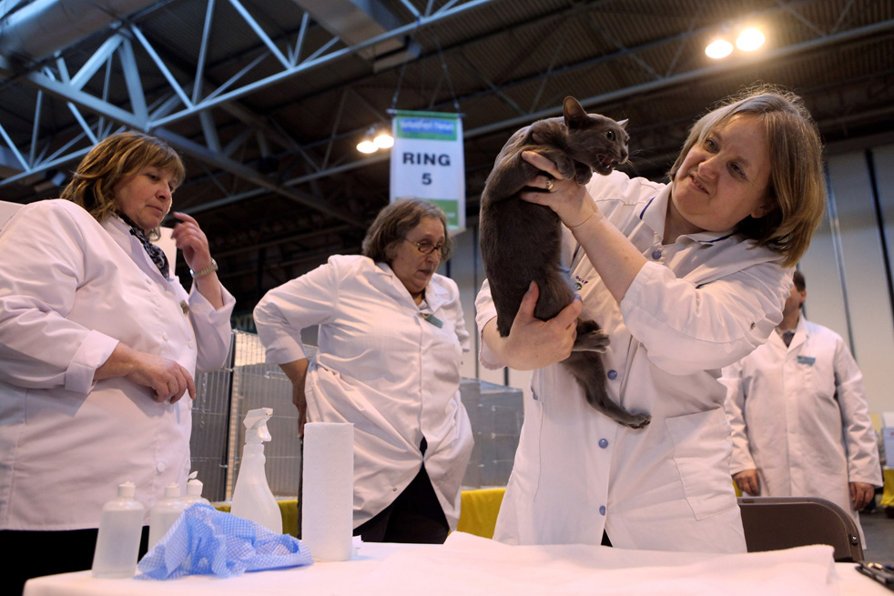 cat_show_22.jpg