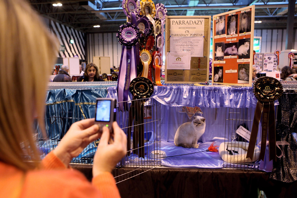 cat_show_27.jpg