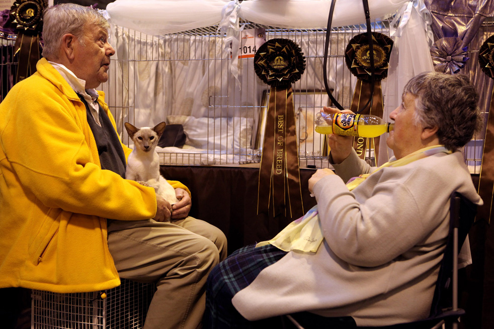 cat_show_29.jpg