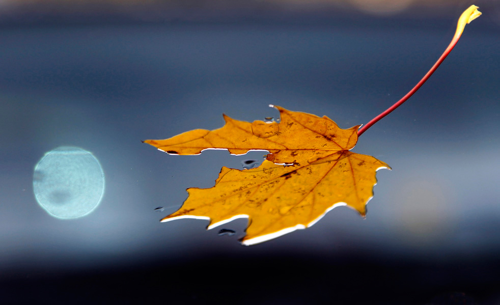 fall_color_01.jpg