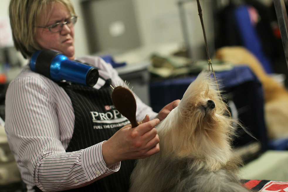 dog_show_01.jpg