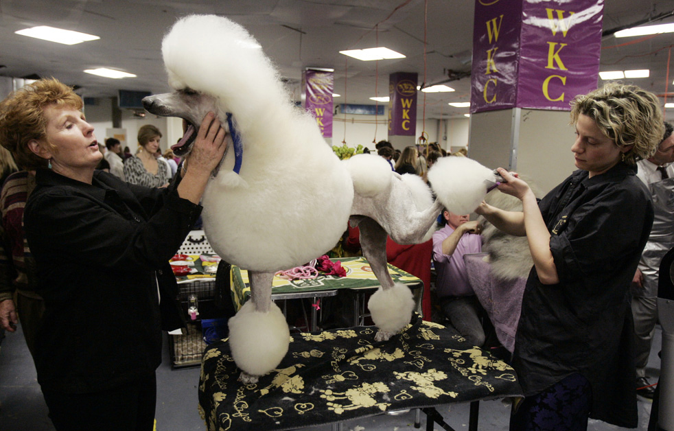 dog_show_03.jpg